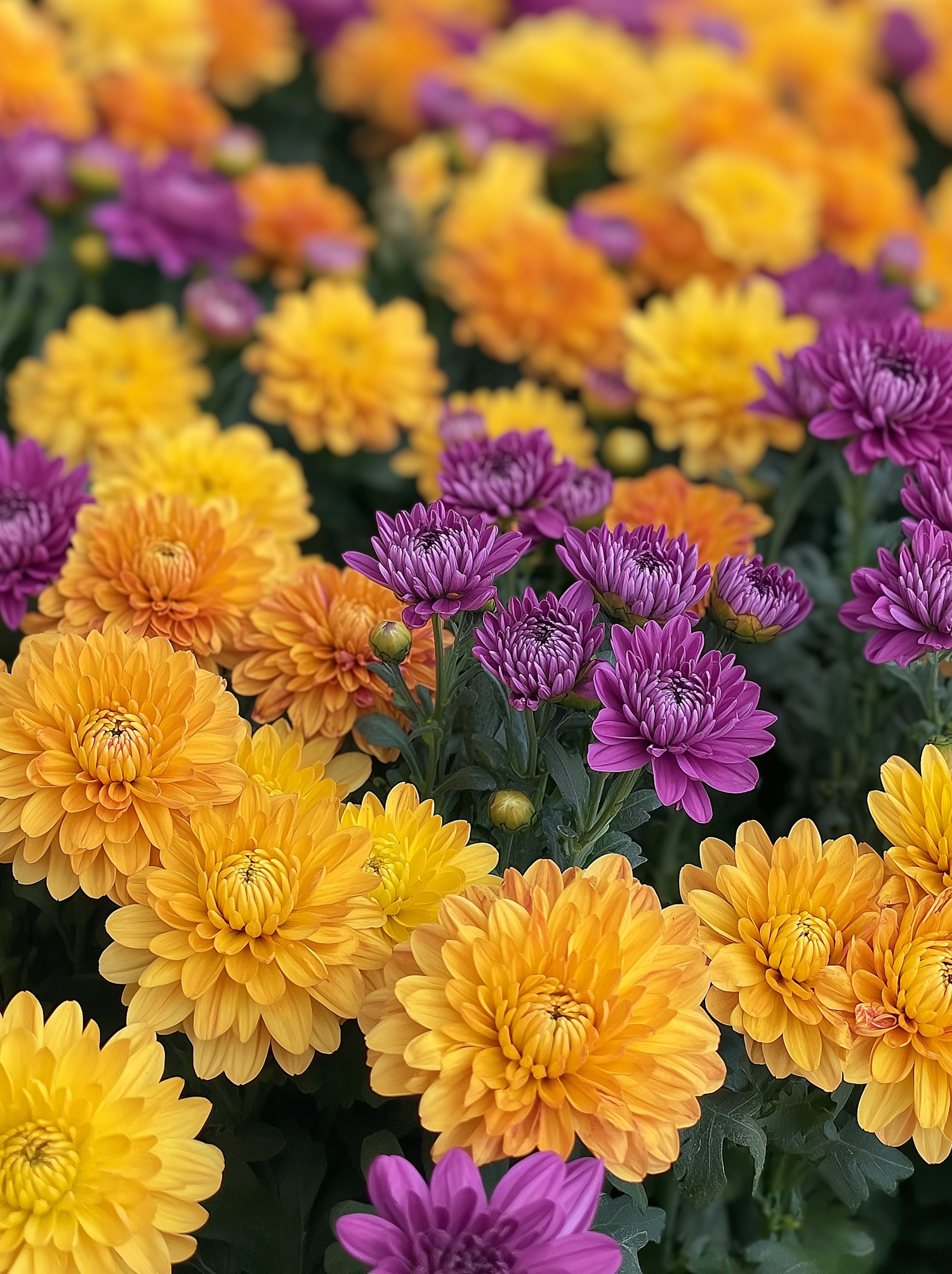 Vibrant Chrysanthemums