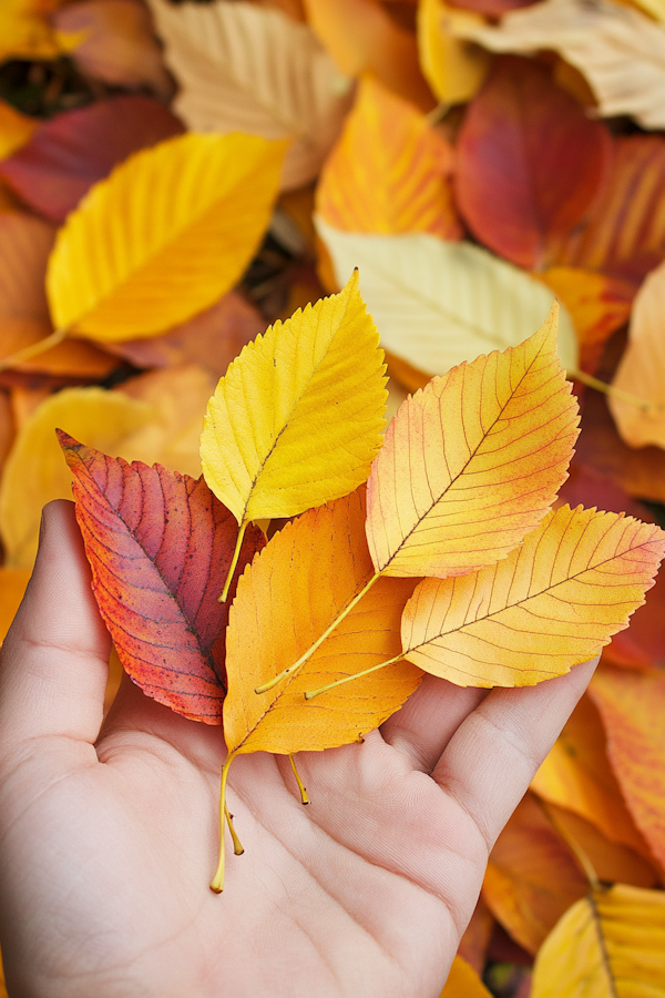 Autumn Leaves in Hand