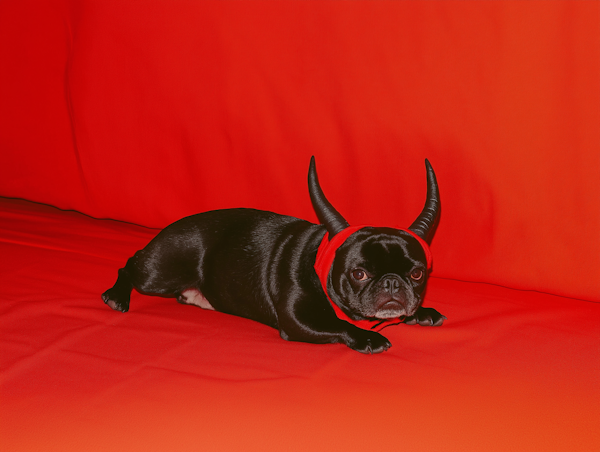 Playful French Bulldog with Horns