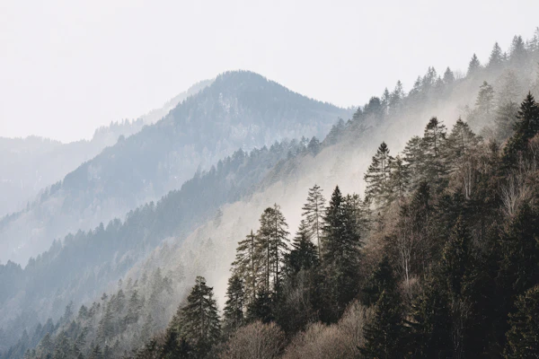 Serene Forested Peaks
