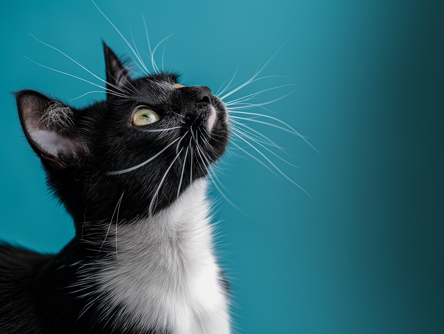 Vibrant Black and White Cat Portrait