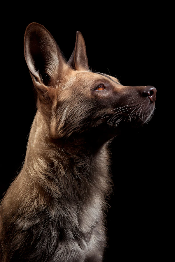 Dramatic Dog Portrait