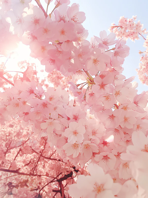 Cherry Blossoms in Bloom