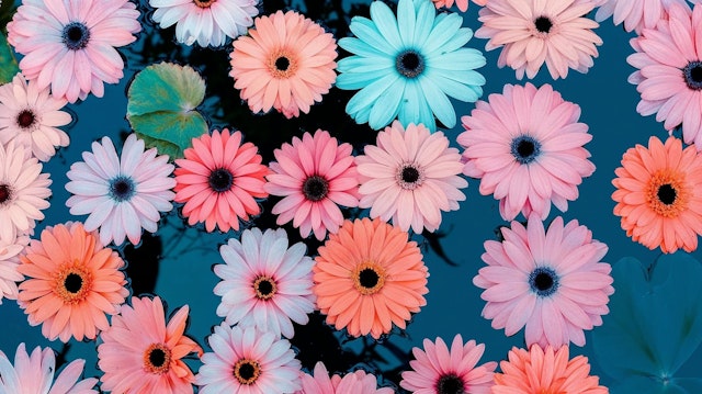 Submerged Gerbera Daisies Display