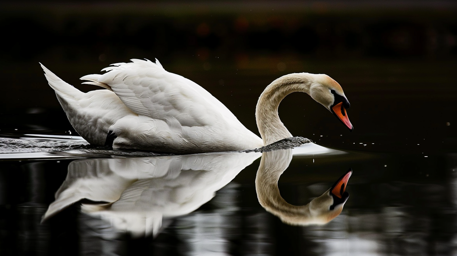 Graceful Swan on Water