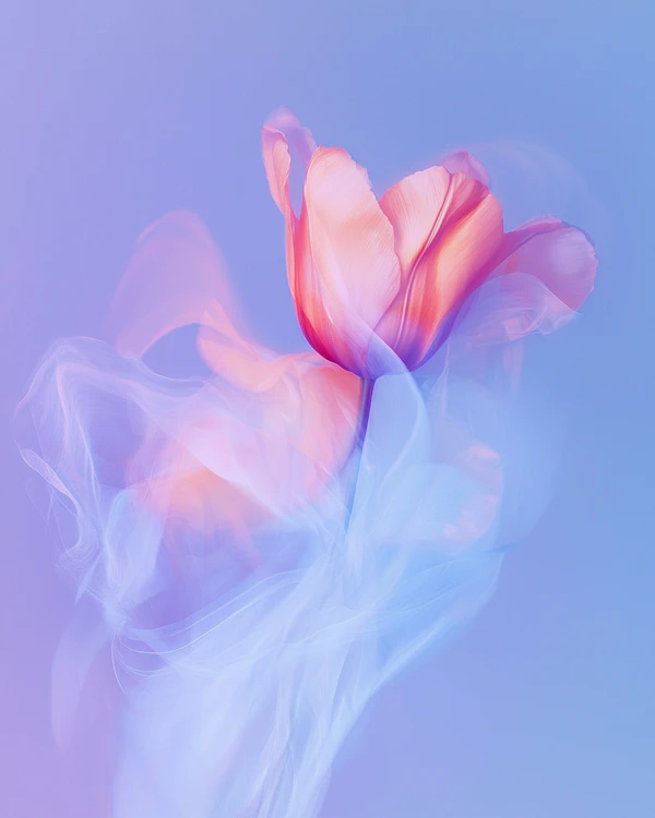Dreamy Tulip Glow