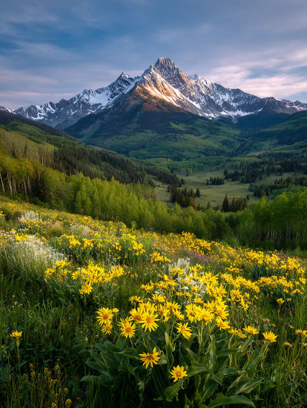 Mountain Wildflower Vista