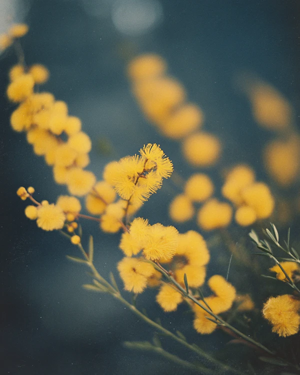 Yellow Mimosa Blooms