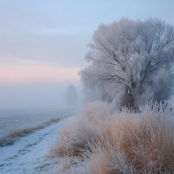 Frosty Winter Landscape