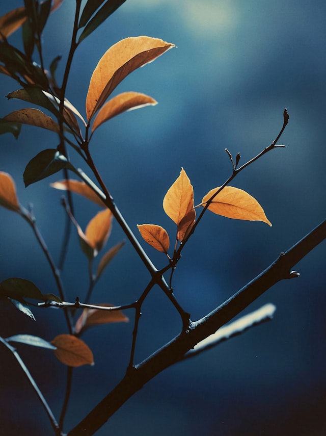 Close-up of Autumn Leaves