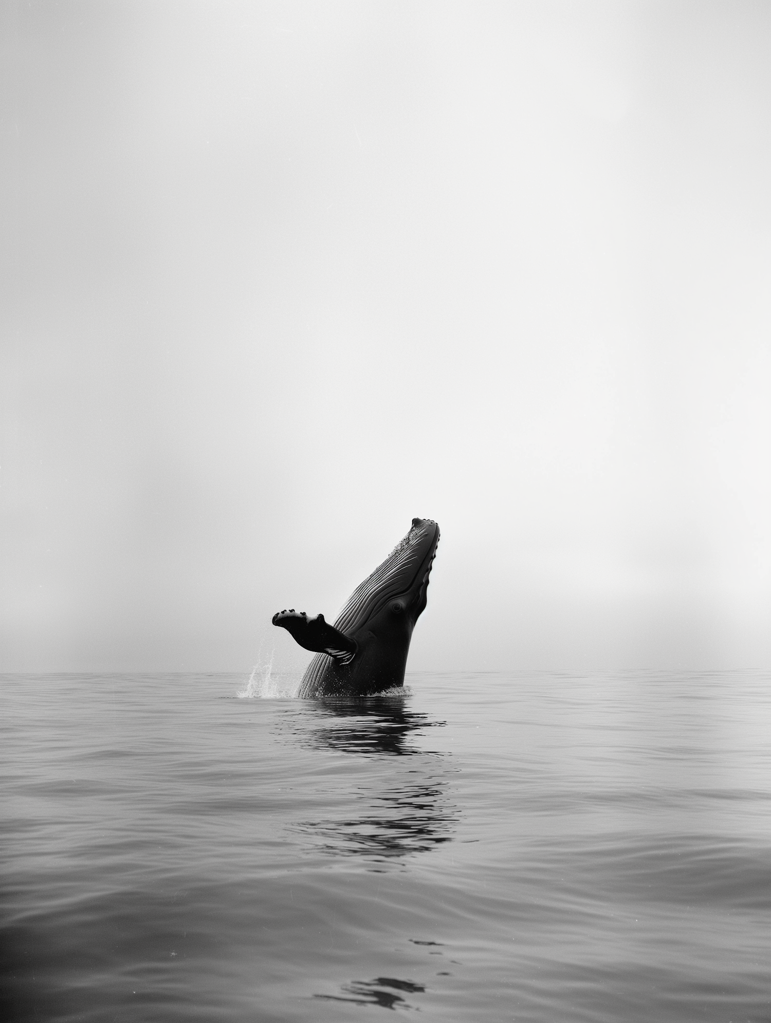 Solitary Humpback Whale Breach