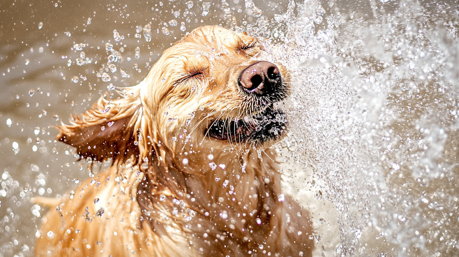 Joyful Golden Retriever Mid-Shake