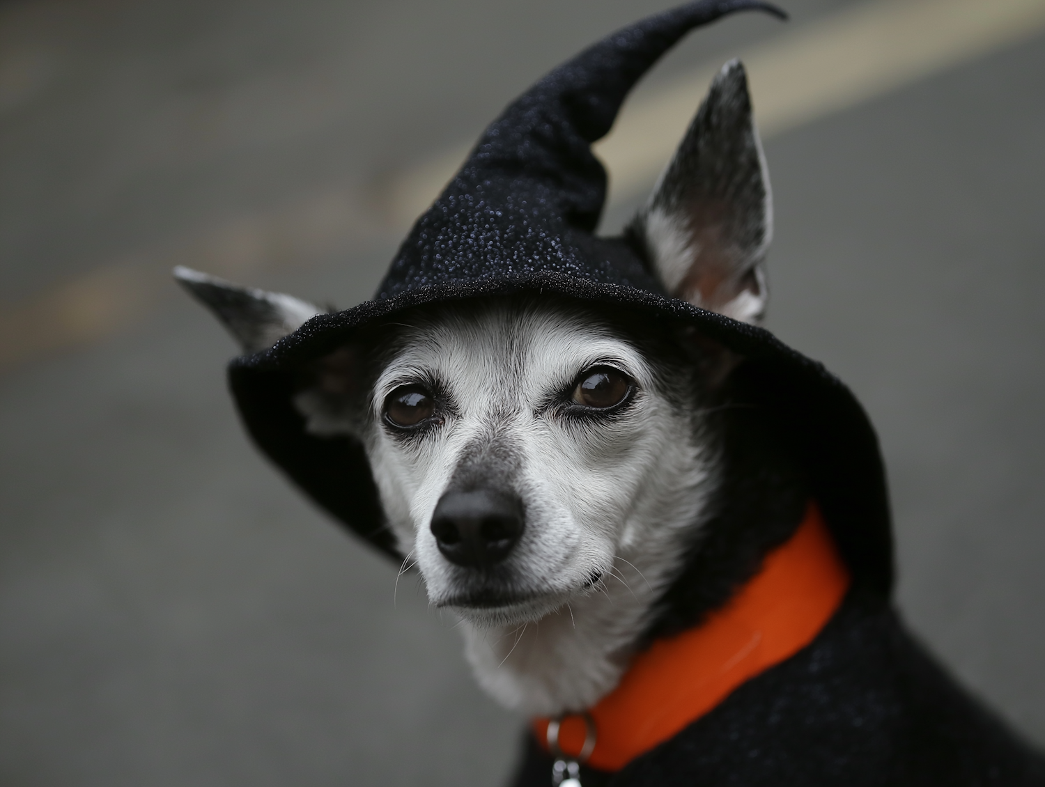 Dog in Witch Hat