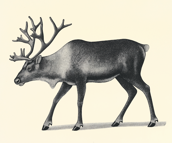 Reindeer Illustration