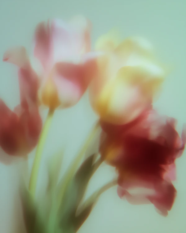 Dreamy Tulip Bouquet