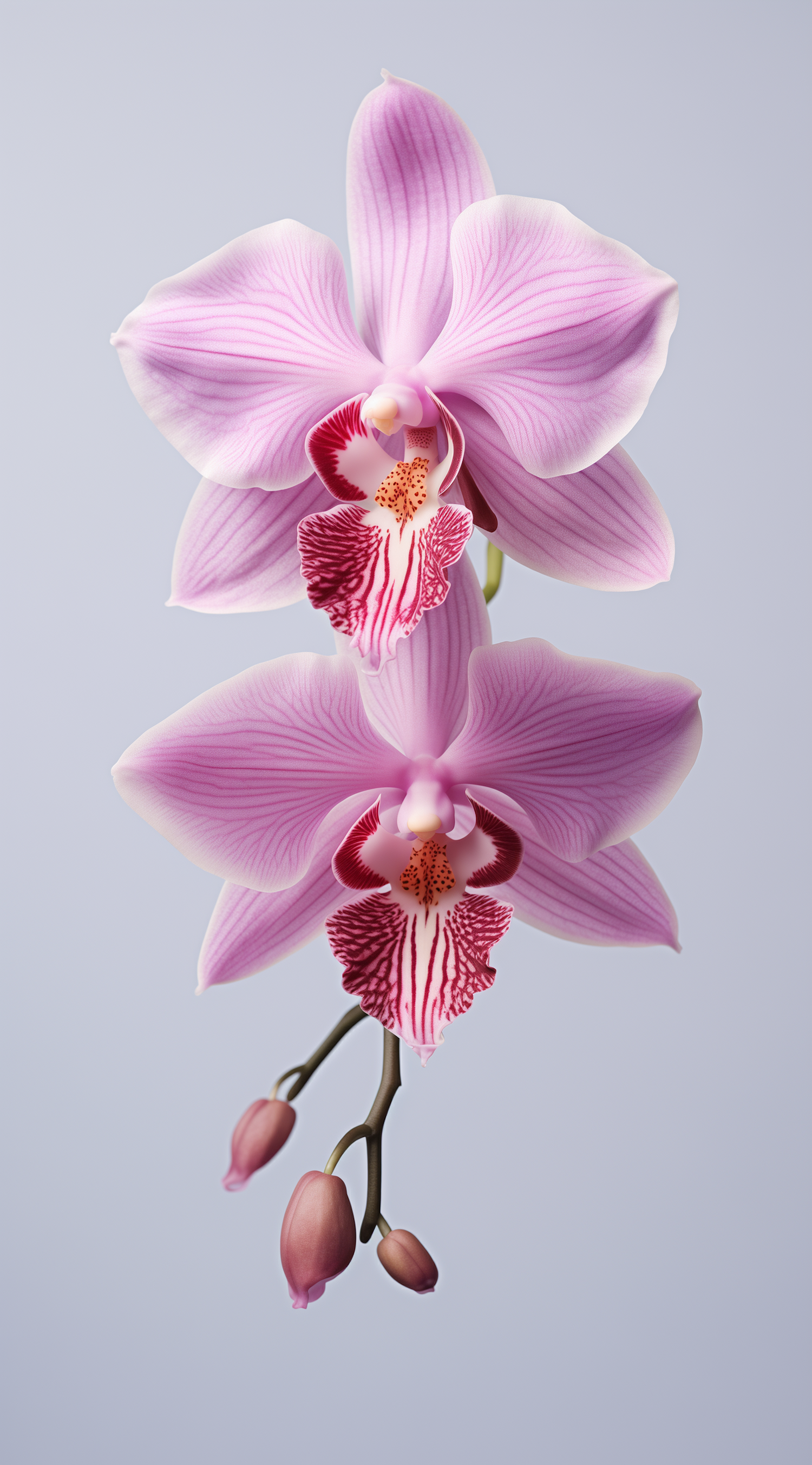 Vertical Trio of Gradient Pink Orchids