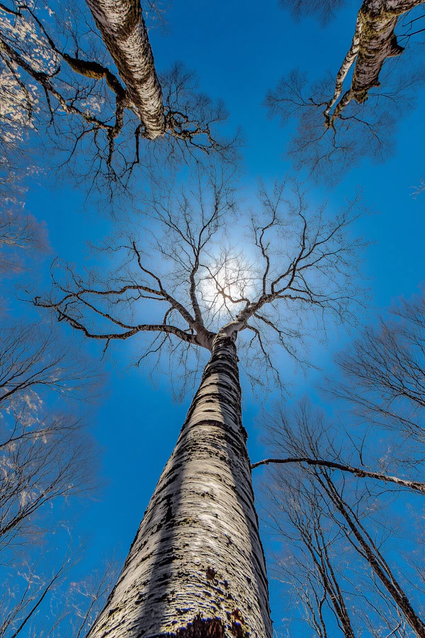 Majestic Trees Against Blue Sky