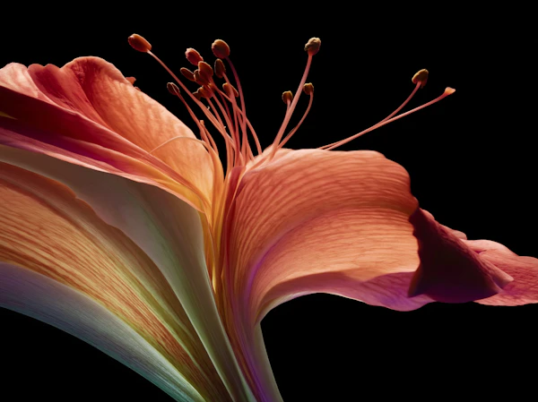 Vibrant Hibiscus Close-Up