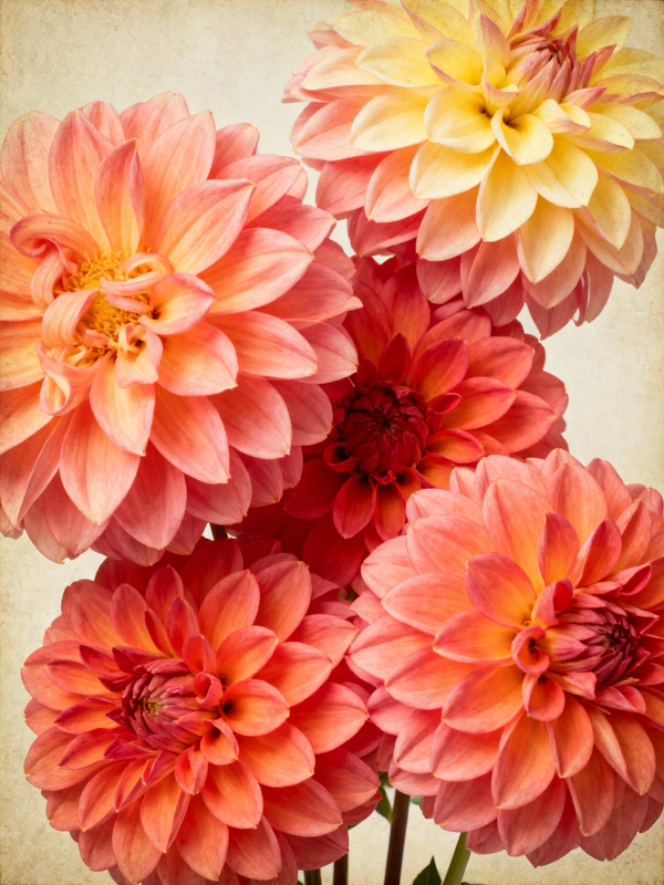 Dahlia Bloom Display