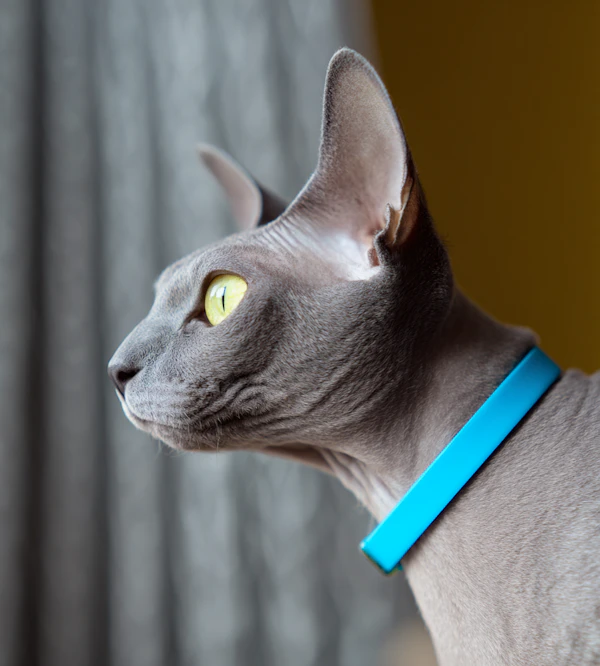 Sphynx Cat by a Window