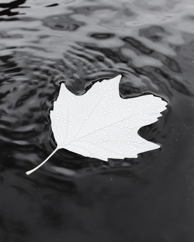 White Leaf on Water