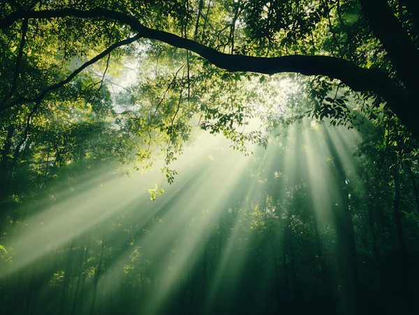 Sunlit Forest Canopy