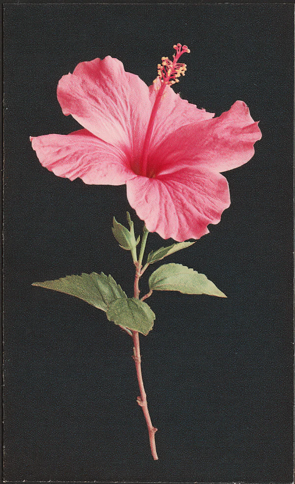 Pink Hibiscus Close-Up