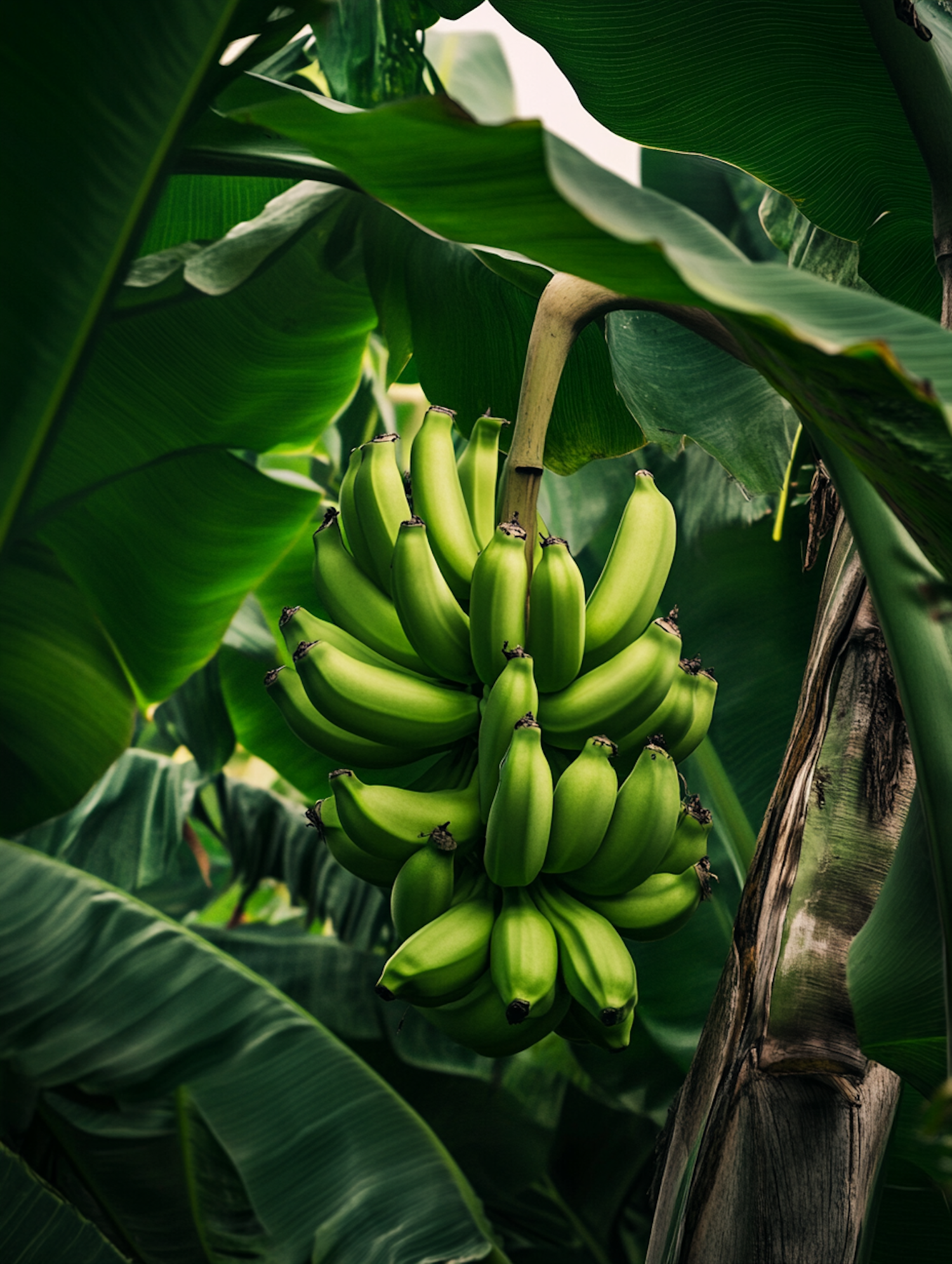 Green Bananas on Banana Plant