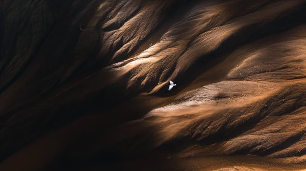 Bird Over Textured Terrain