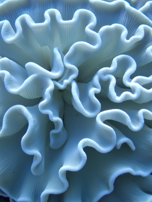 Close-Up of White Coral