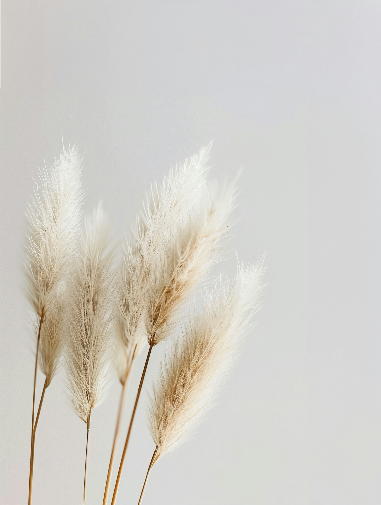 Serenity in Pampas Grass