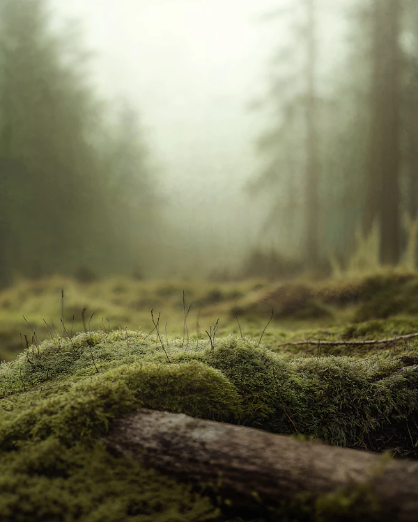 Mossy Forest Scene