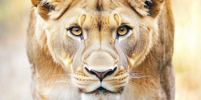 Lioness Close-Up