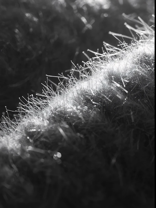 Cactus Spines Close-Up
