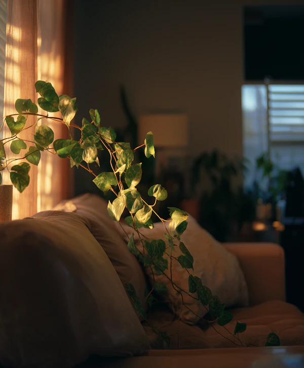 Sunlit Living Room