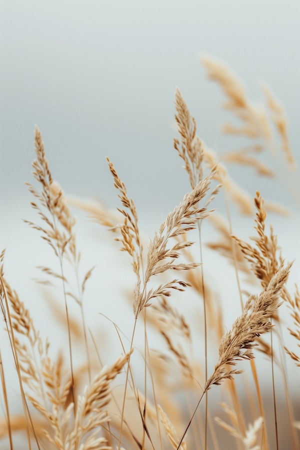 Serene Wheat Field Close-up