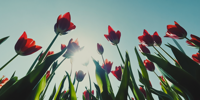 Upward View of Vibrant Red Tulips