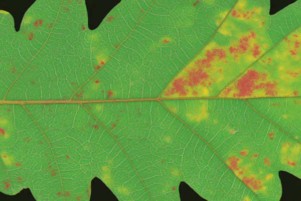 Detailed Leaf Close-Up