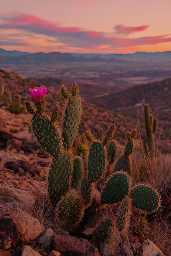 Desert Sunset with Cacti