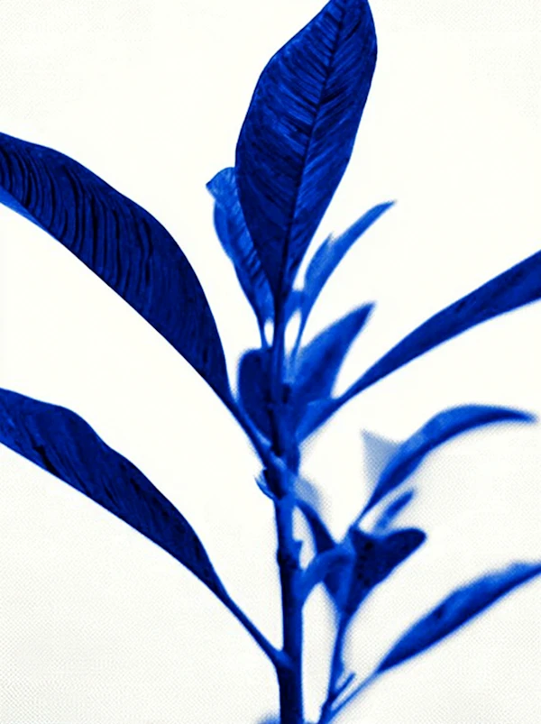 Monochromatic Blue Plant