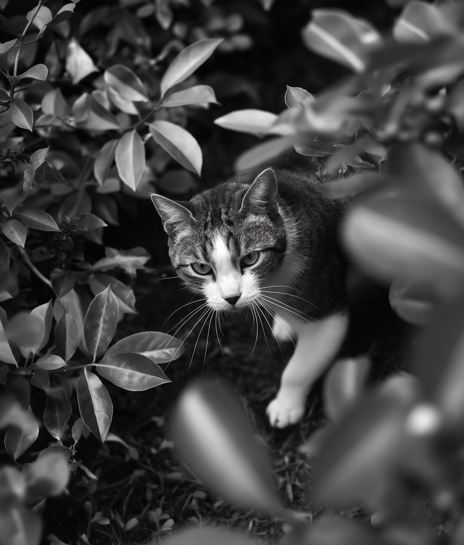 Intense Gaze of a Striped Cat