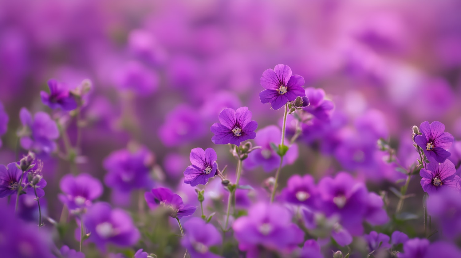 Vibrant Purple Flowers