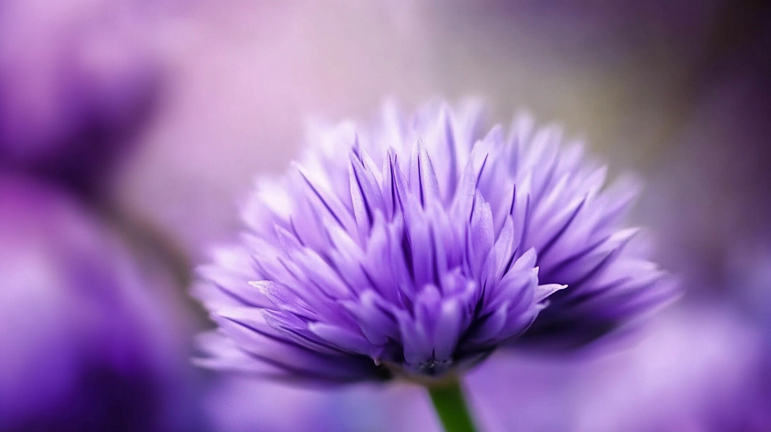 Vibrant Purple Chive Blossom