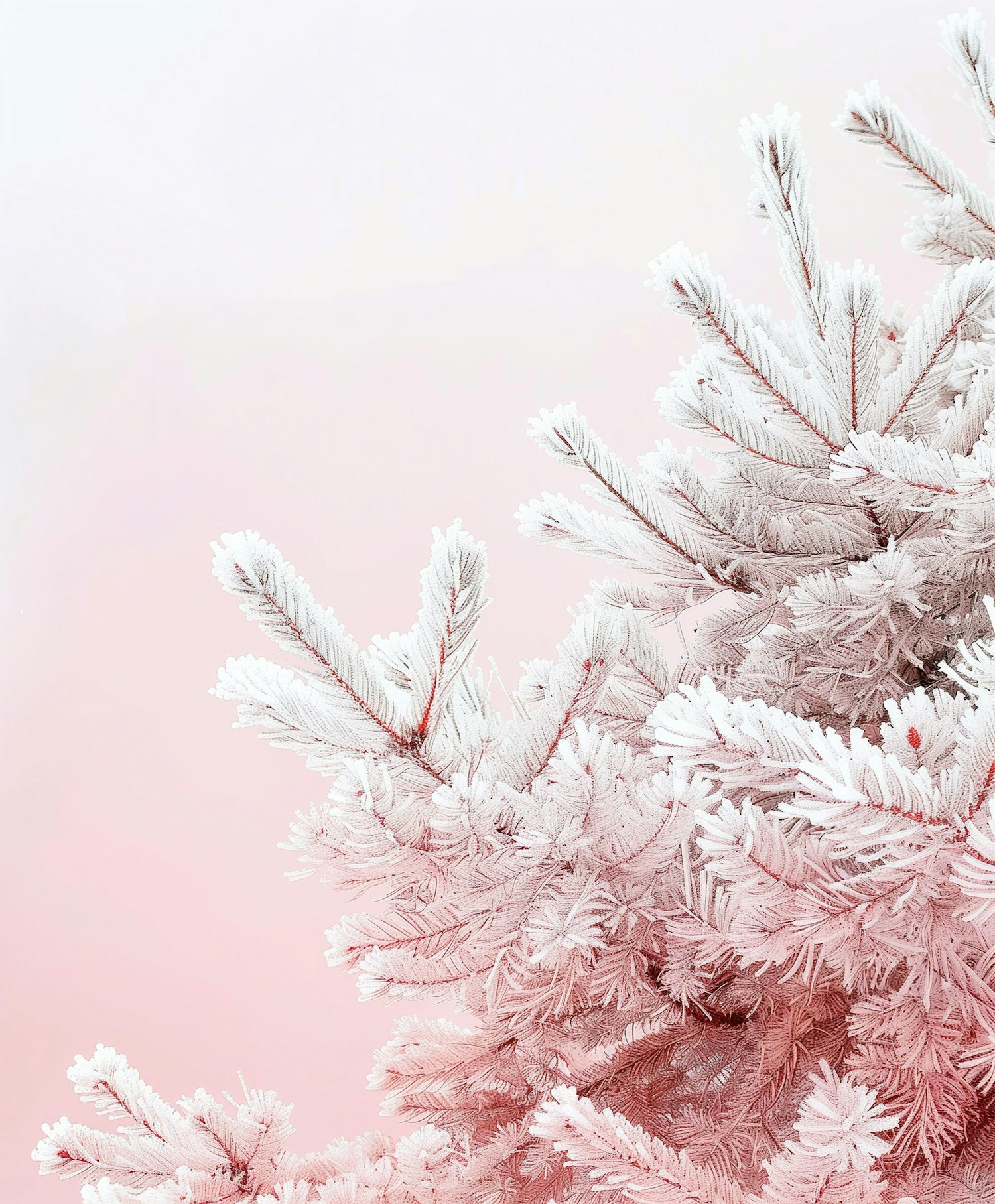 Frost-Covered Pine Branches