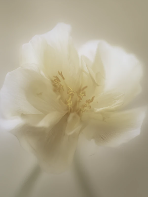 Delicate White Flower