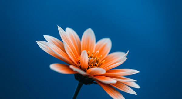 Vibrant Orange Flower