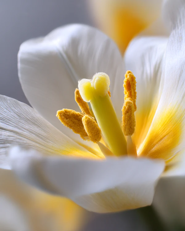 Elegant White Flower