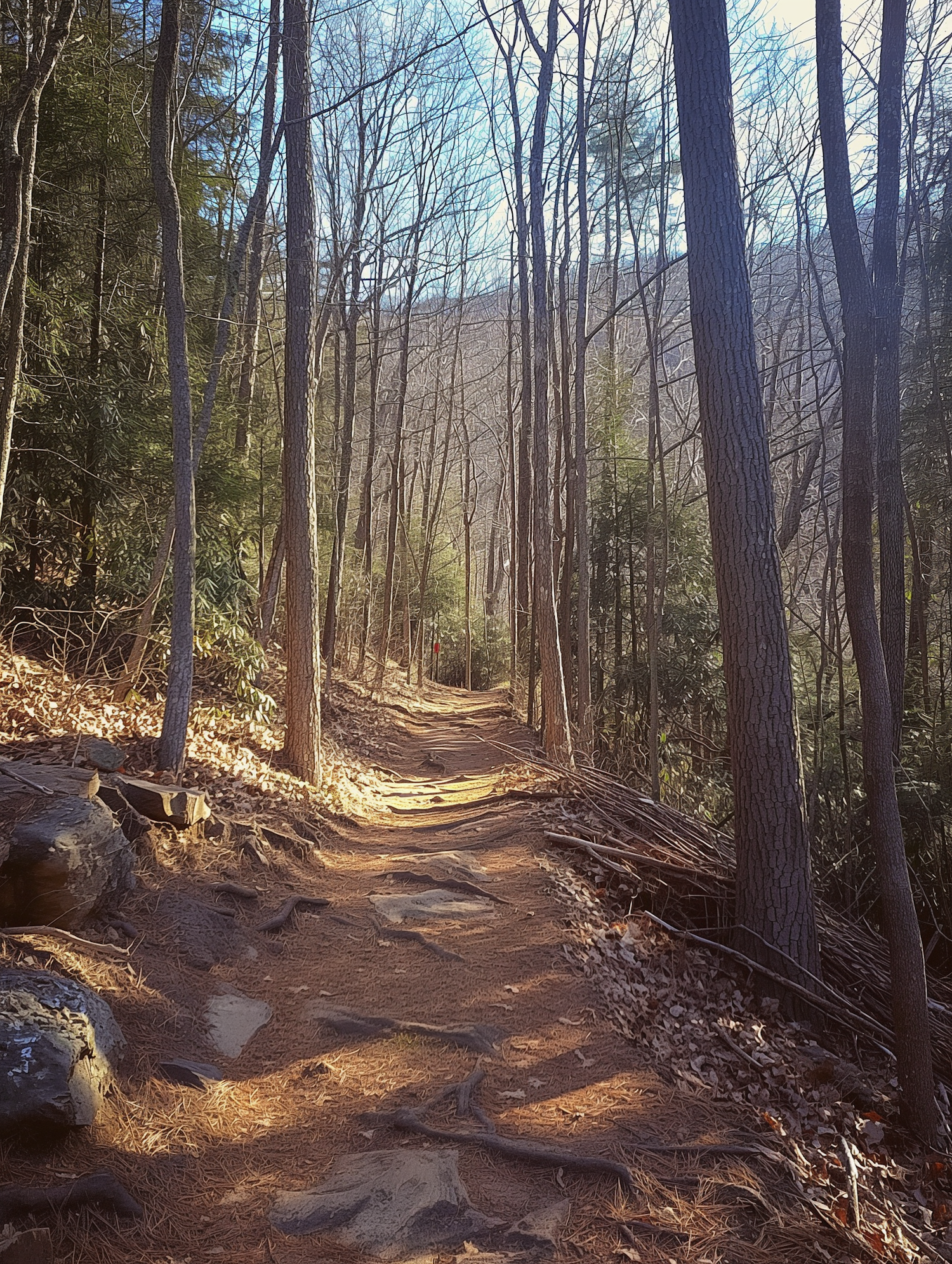 Serene Woodland Trail