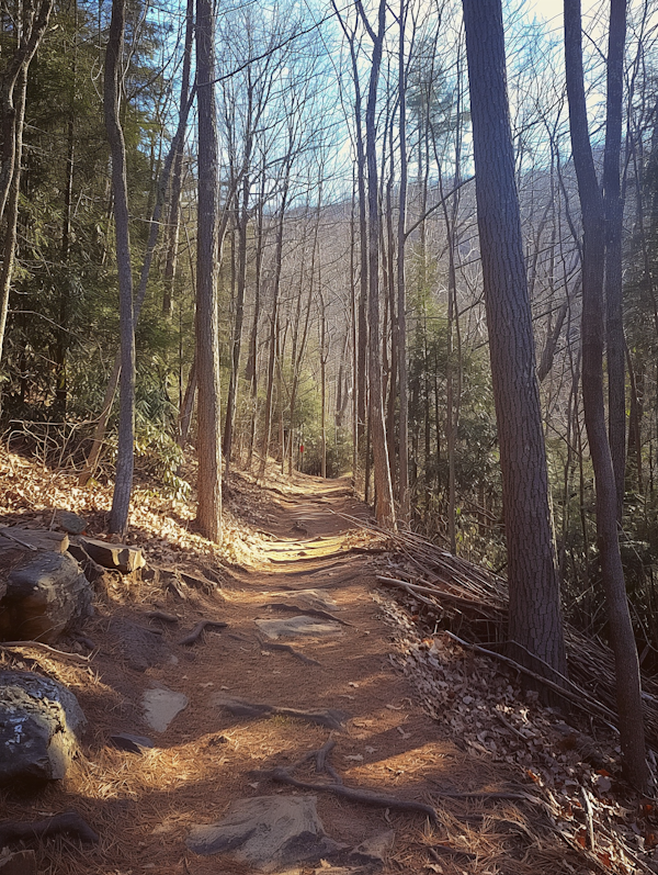 Serene Woodland Trail