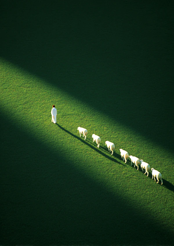 Shepherd in Sunlit Field